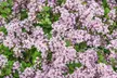 Dwarf Lilac with Optional Planter - Second Medium