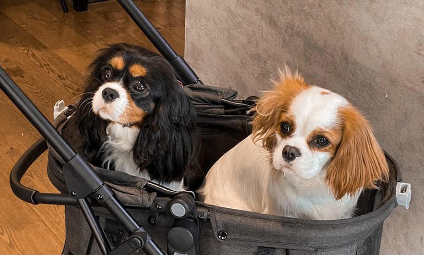 Image 16: Enjoy Dog Cafe Fun With a Drink for Up to Four in Kensington