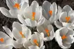 All White Flower Garden Collection (25-Bulbs) - Second Medium