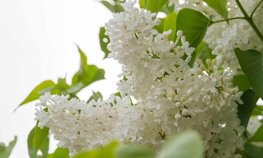 Image 2: Up to Three Scented White Lilac 'Madame Florent Stepman' Plants 9cm