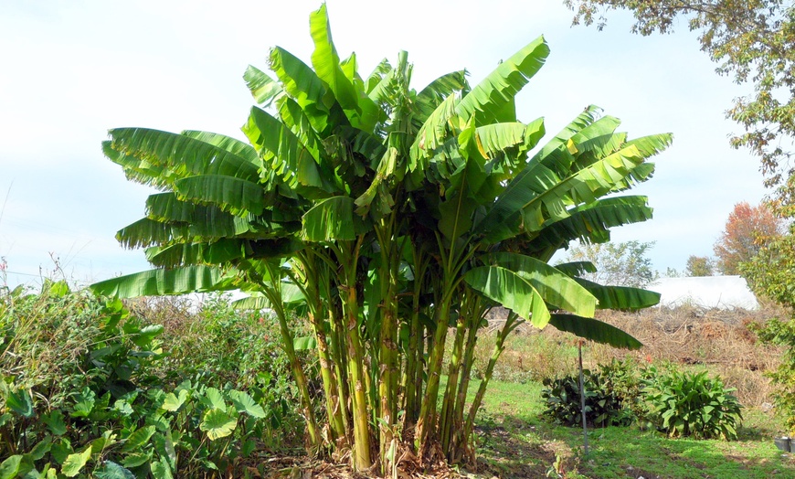 Image 3: Musa Basjoo Outdoor Banana Plants