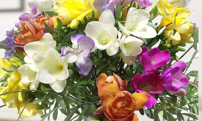 Bunt gemischter Blütentraum aus Freesien von Flora Trans (bis zu 25% sparen) - Primary Image