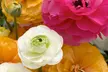 Mélange de 80 bulbes de plantes Ranunculus - Second Medium