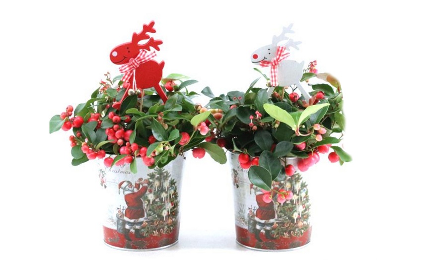 Image 2: Set van 2 Gaultheria planten 'Big Berry'