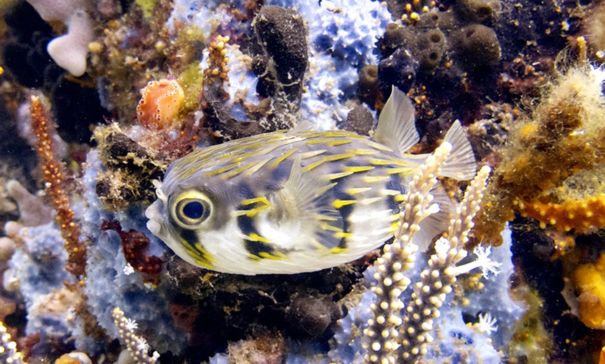 Image 3: Undersea Walking Tour