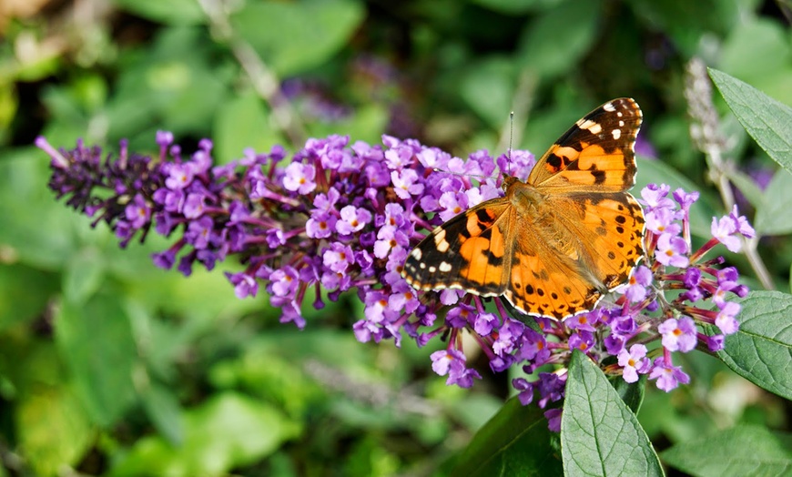 Image 2: Set da 3 o 6 piante di Buddleja