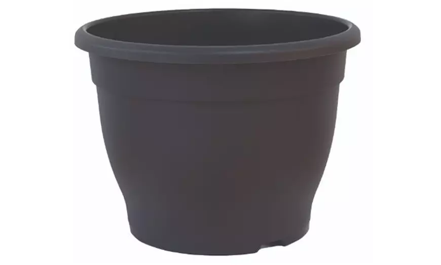Image 8: Salix Flamingo Standard Tree with Optional Patio Pots