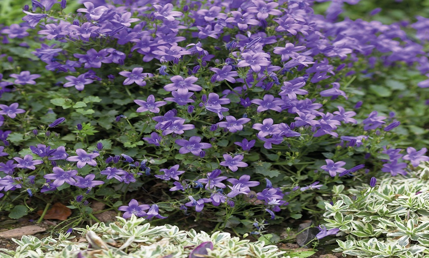 Image 3: One, Three or Five Campanula Mrs Resholt Plants