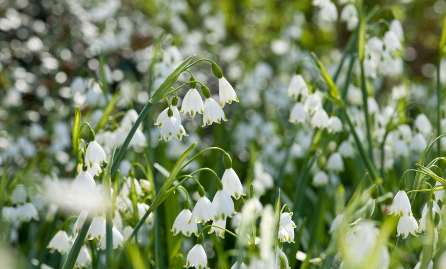 Image 11: Fino a 50 bulbi di Freesia, Galanthus, Leucojum o Scilla