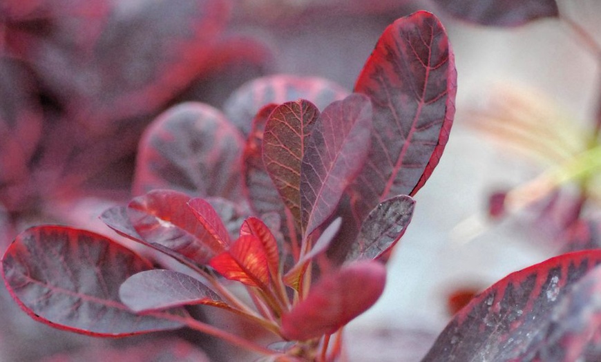 Image 3: One or Two Cotinus Coggygria Royal Purple Potted Plants