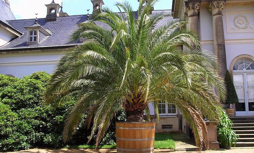 Image 8: Bis zu 4x Kanarische Dattelpalme „Phoenix Canariensis"