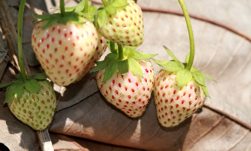 Image 2: 6 or 12 White Strawberry Snow White Plants