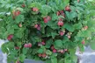 Summer Fruiting Raspberry Ruby Beauty - 1, 2 or 3 plants - Image 2