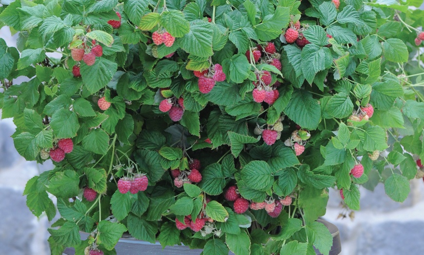 Image 2: Raspberry 'Ruby Beauty' Plant