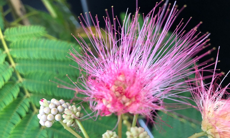 Image 2: Calliandra Dixie Pink Powder Puff
