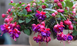 Frilly Fuchsia Doubles Collection – 5, 10 or 15 Plants