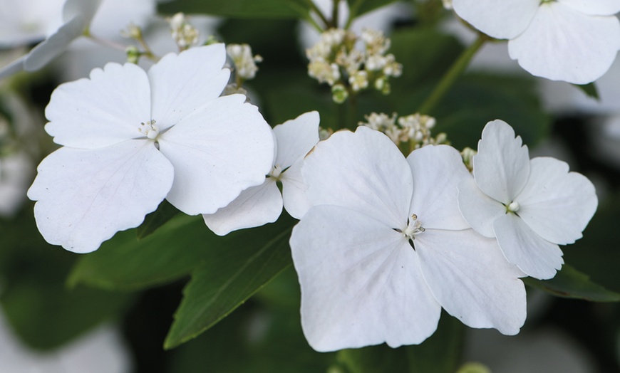 Image 3: Hydrangea Hybrid Runaway Bride