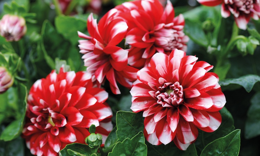 Image 4: Mixed Dahlia Plants