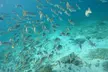 Experience Try Dive, Snorkeling Trip and Boat Trip at Paradise Blue Diving & Snorkeling Club (Up to 47% Off) - Image 5
