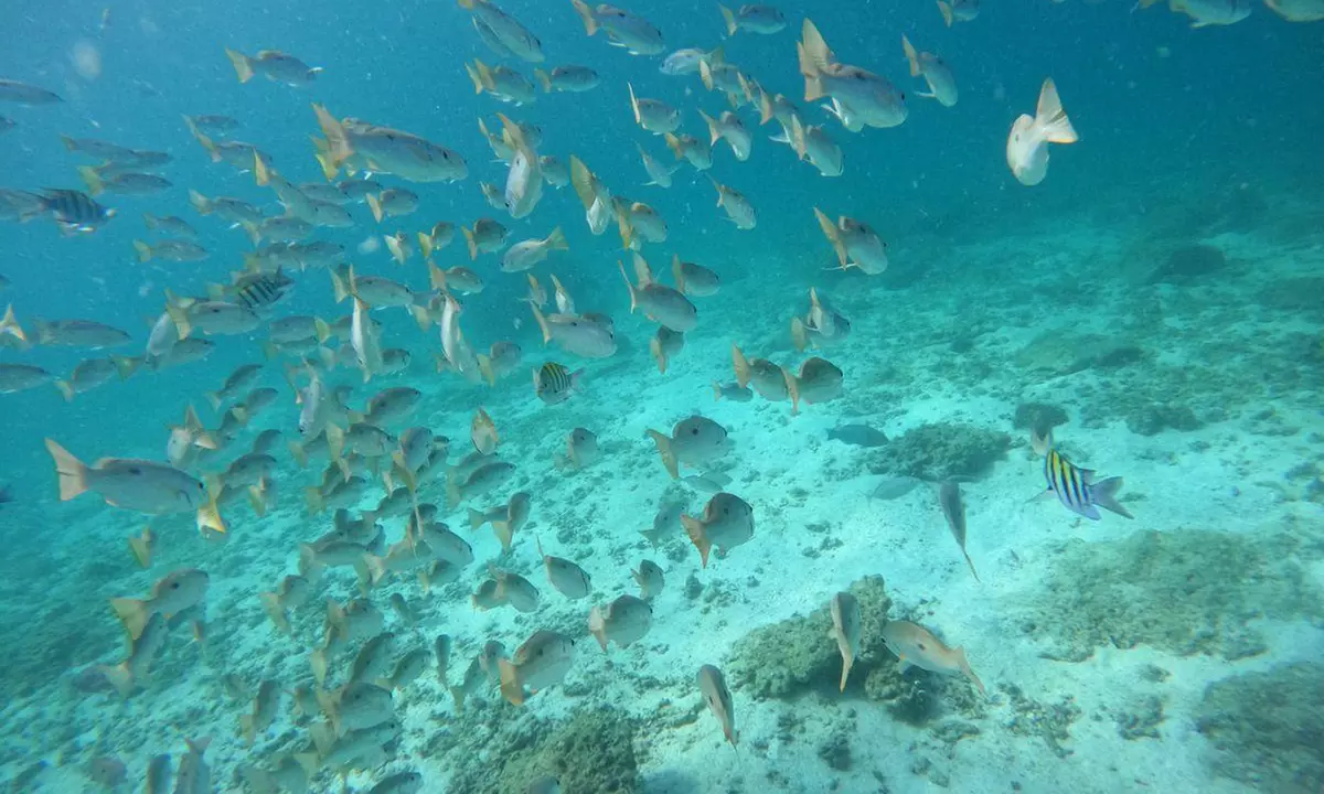 Embark On Adventure: Try Dive, Snorkeling Trip and Boat Trip