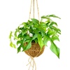 Image 9: Plantas colgantes XL Kokodama