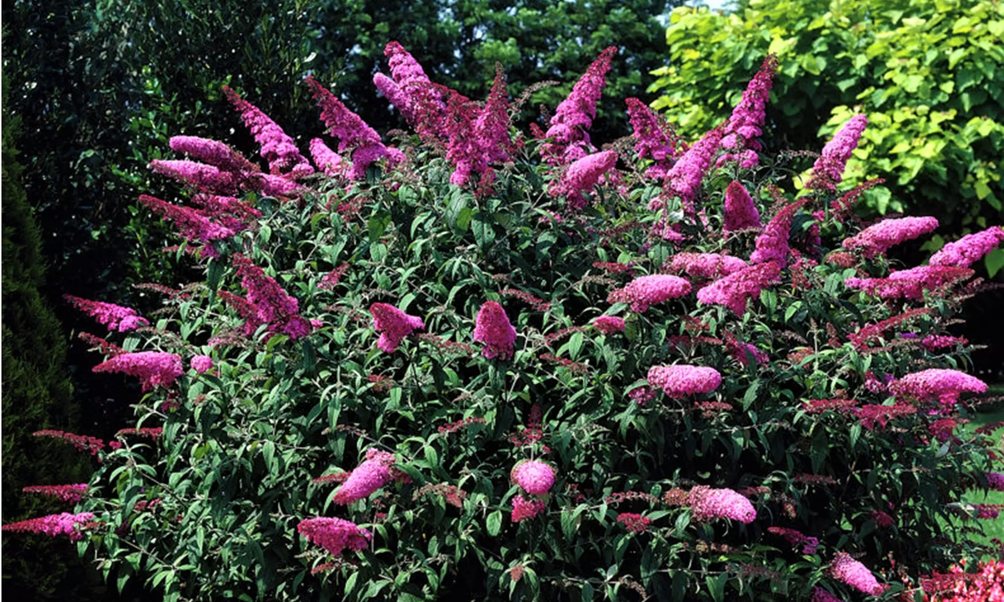 3x oder 6x Schmetterlingsstrauch, inkl. Versand - Primary Image