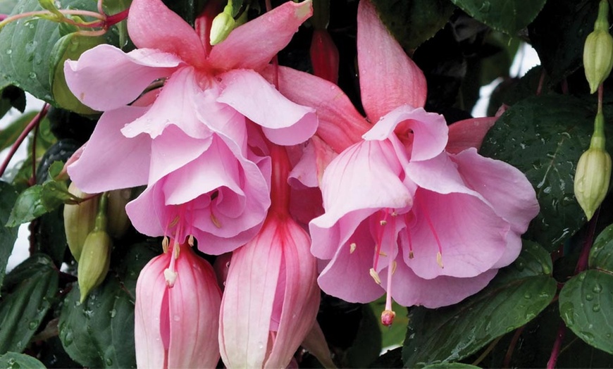 Image 4: Fuchsia 'Pink Elephant' Plants