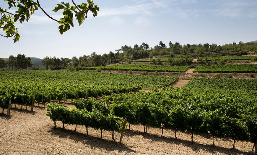 Image 5: Hasta 31% de dto. en Excursión -Vino/Viñedos en Mas Rodo Vitivinicola