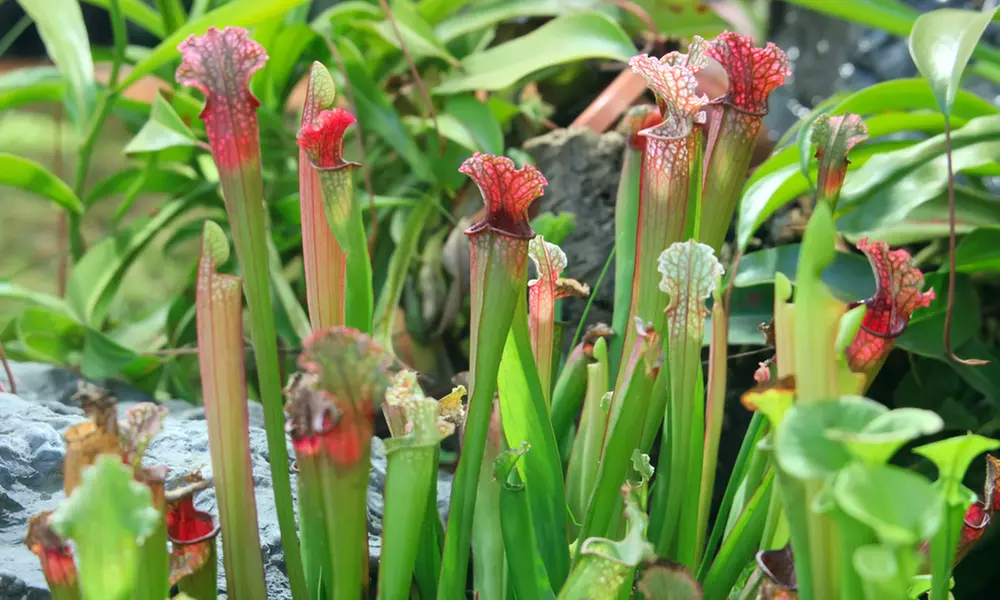 Set van 3 verschillende vleesetende planten
