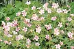 5 or 10 Mixed Hardy Geranium Plants - Second Medium