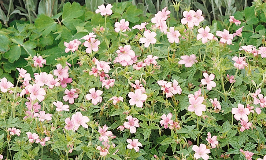 Image 2: 5 or 10 Hardy Geranium Bare Roots Collection