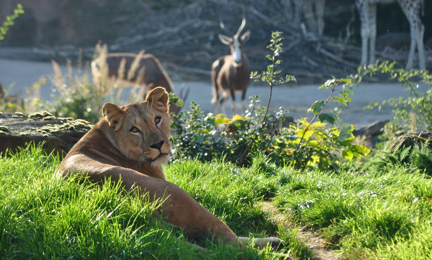 Image 3: Tagesticket für Erlebnis-Zoo Hannover