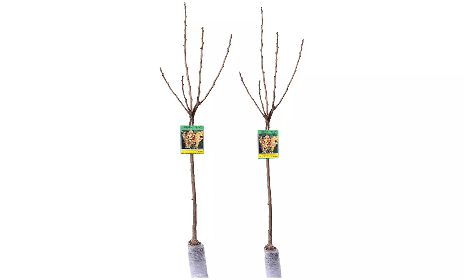 2er-Set weiße Johannisbeerpflanzen "Witte Parel" - Second Medium