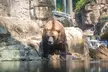 Admission for One Child or Adult to Central Park Zoo (Up to 10% Off) - Second Medium