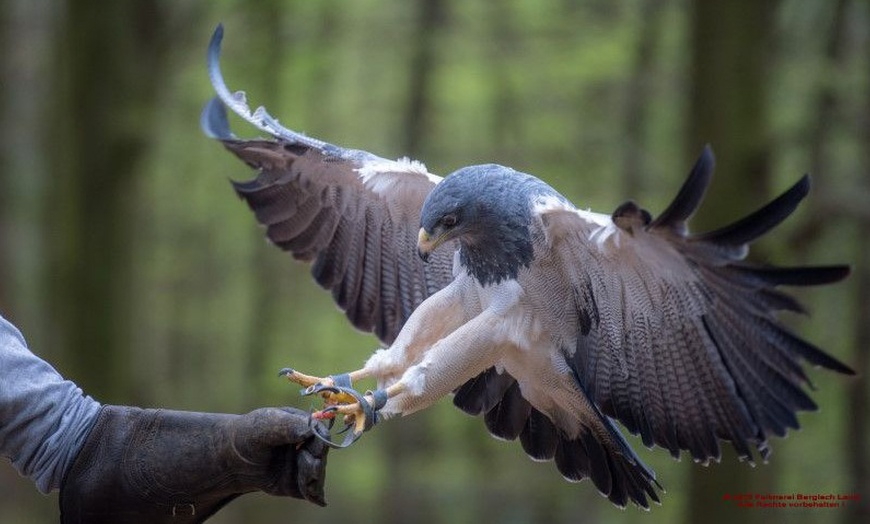 Image 7: Waldtour mit Greifvogel oder Eule