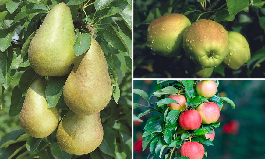 Image 1: Three Mini Fruit Tree Collection Potted Plants