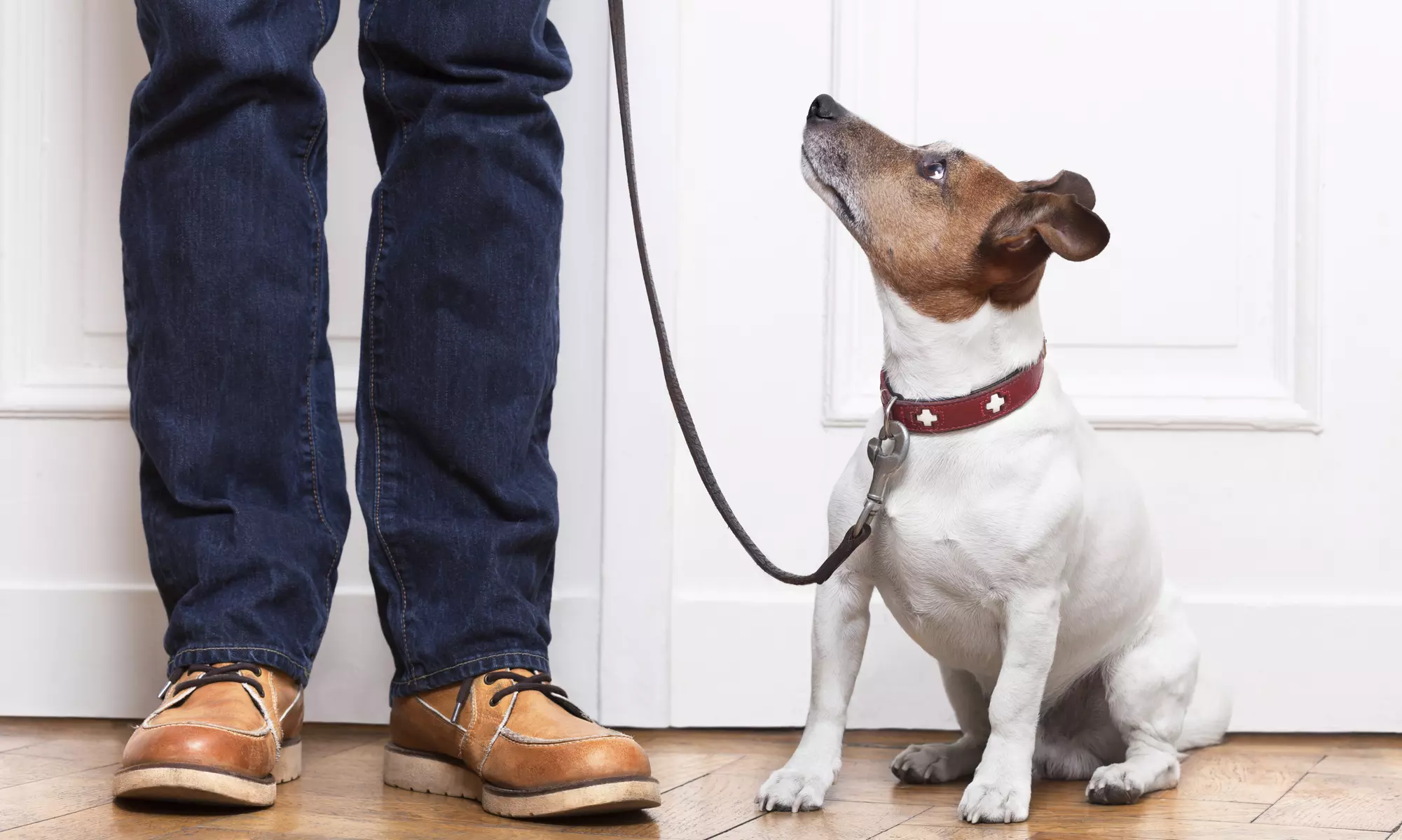 $19 for an Accredited Online Animal-Training and Pet-Sitting Course from Holly and Hugo ($175 Value) - Primary Image