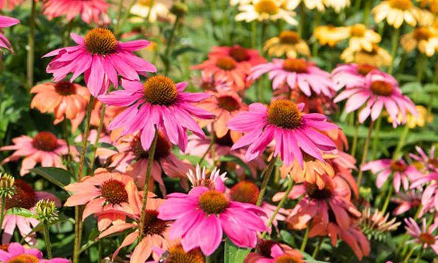 Image 4: Echinacea Nectar Pink - 15 or 30 Plants