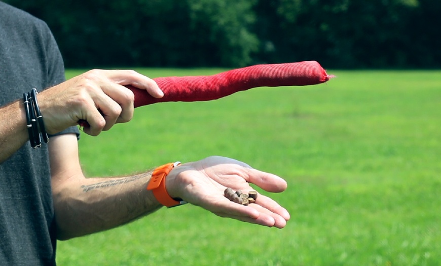 Image 5: Master the Basics of Dog Training with the Essentials Course 