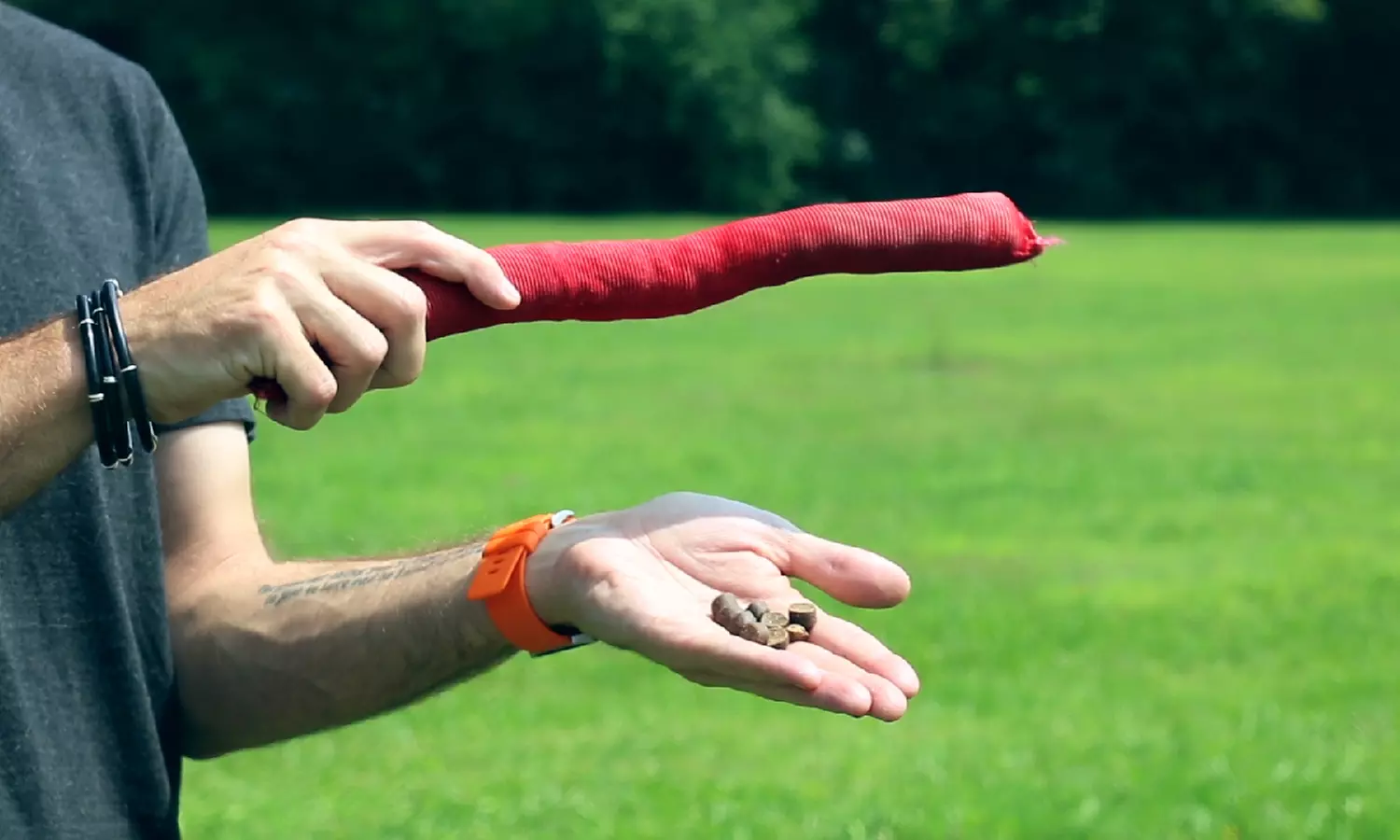 Master the Basics of Dog Training with the Essentials Course