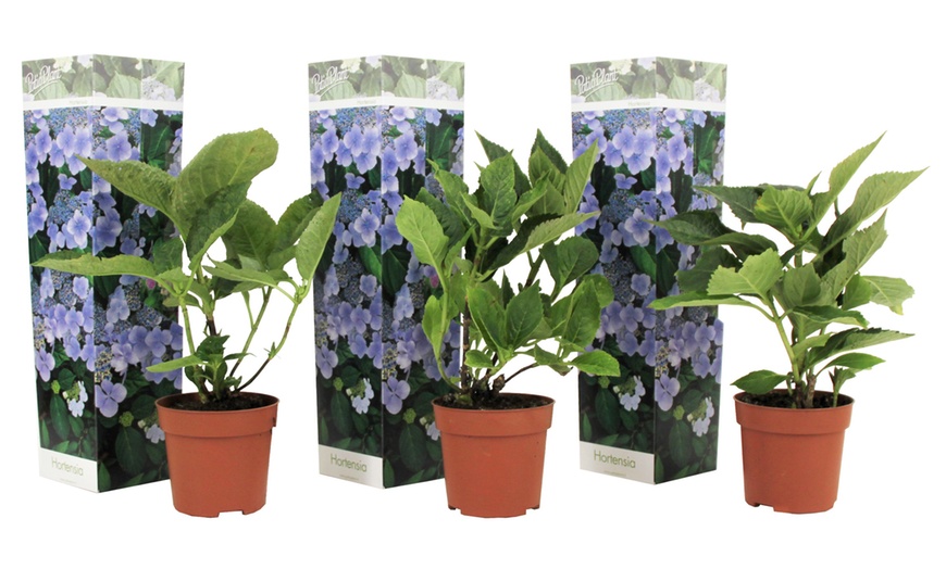 Image 6: 3 plants d'hortensia Teller Blue 25-40 cm