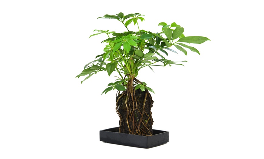 Image 5: Lova Schefflera "Lava Plant"