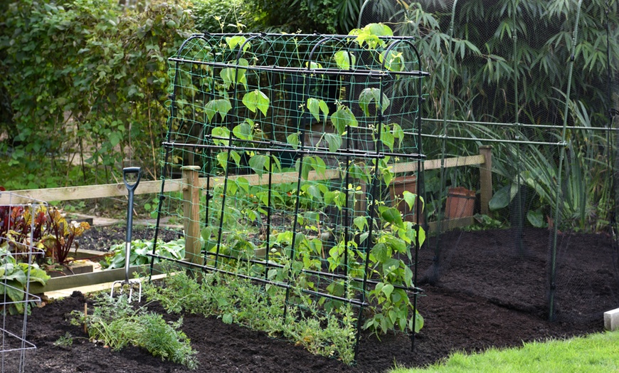 Image 1: 1.8m x 1.8m Garden Pea and Bean Tunnel