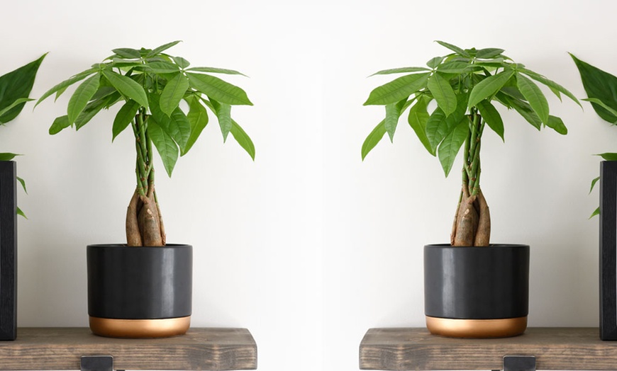 Pachira Aquatica Tree With Braided Stem Plants Groupon