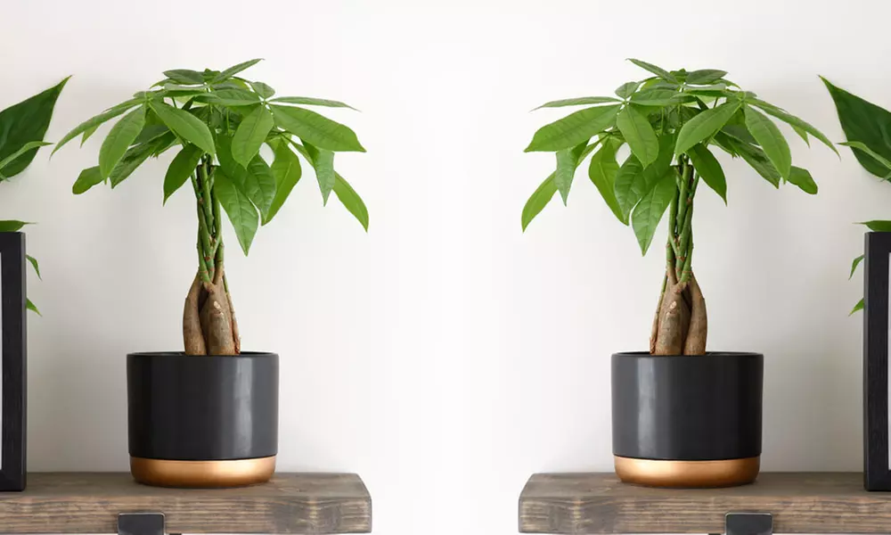 Pachira Aquatica Tree with Braided Stem Plants