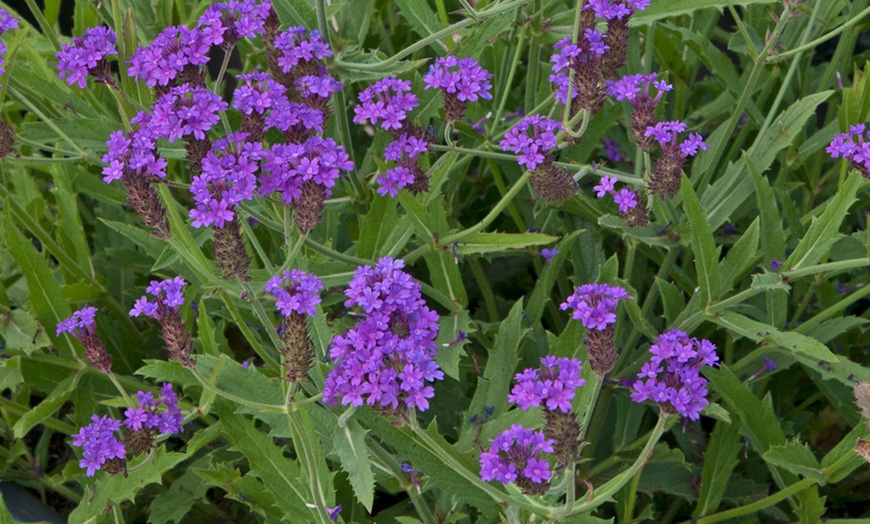 Image 4: Perennial Plug Plants Lucky Dip