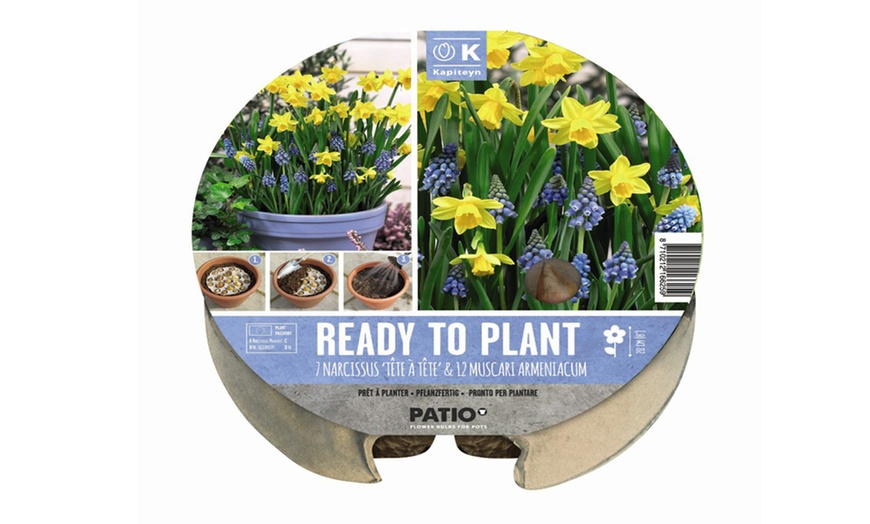 Image 10: Ready to Plant Bulb Trays