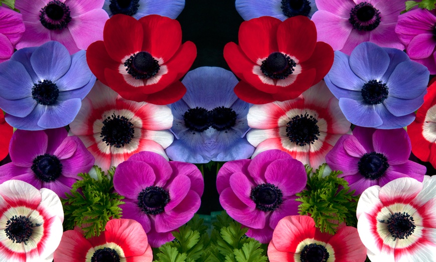 Image 6: Anemone Windflower Bulbs