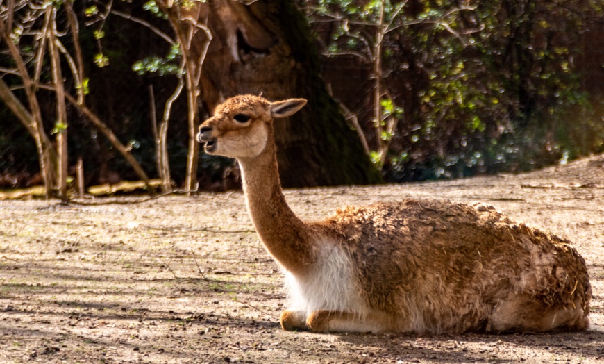 Image 13: KinderWorkshop - Fotografieren im Zoo