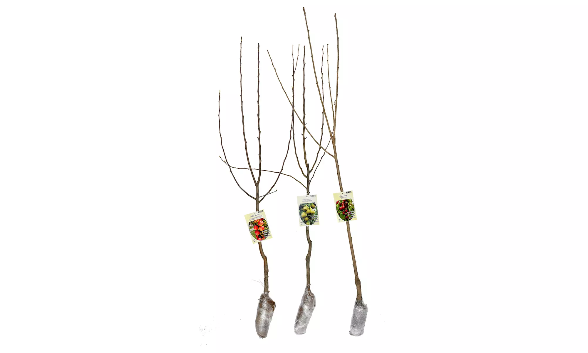 Arbres fruitiers XXL